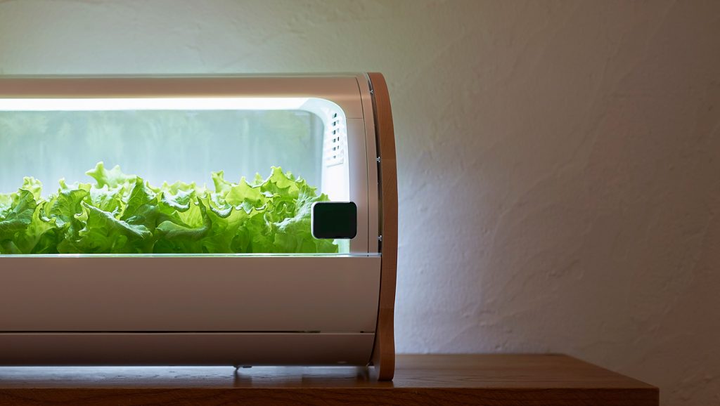 Frischer Salat gefällig? (Foto: Foop)