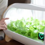 Dem Gemüse beim Wachsen zuschauen. (Foto: Foop)