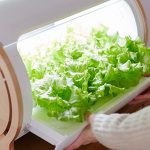 Vorrangig Salat wird hier hergestellt. (Foto: Foop)