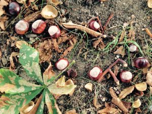 Waschmittel statt Kastanienmännchen. (Foto: Anne-Kathrin Gericke)