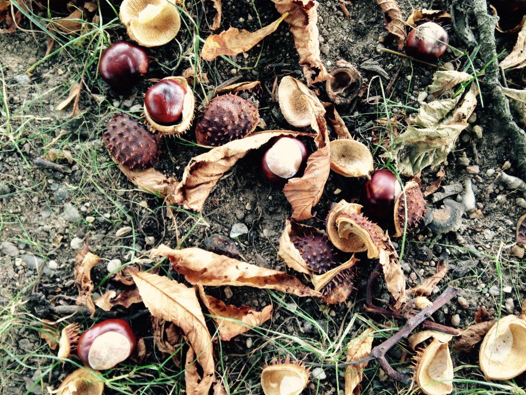 Was man aus Kastanien so alles machen kann... (Anne-Kathrin Gericke)