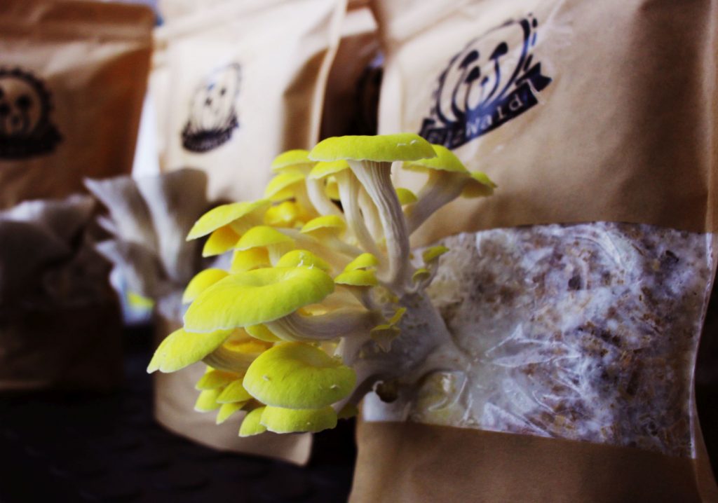 Pilz, der aus der Packung wächst... (Foto: PilzWald Pilzmanufaktur)