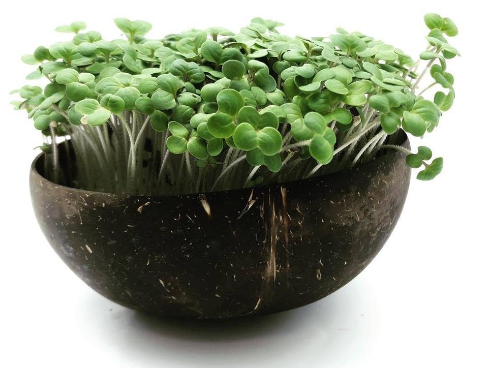 Und stylisch ist die Grow-Grow Nut ebenfalls. (Foto: Grow-Grow Nut)