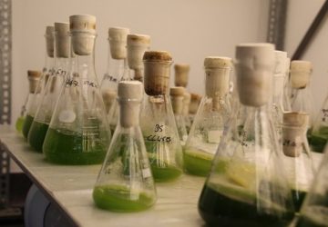 Algen gegen PET - das klingt spannend. (Foto: iGEM TU Kaiserslautern)