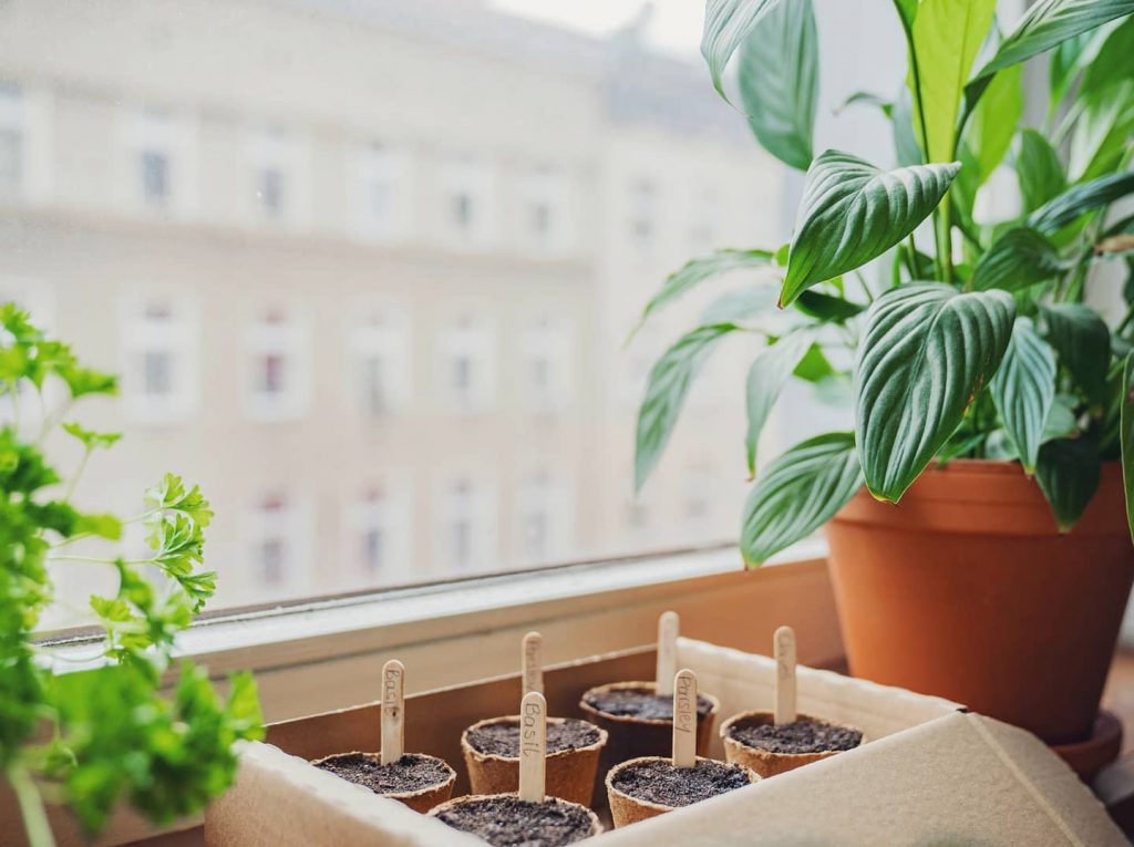 Der Garten auf dem Fensterbrett. (Foto: Grüneo)