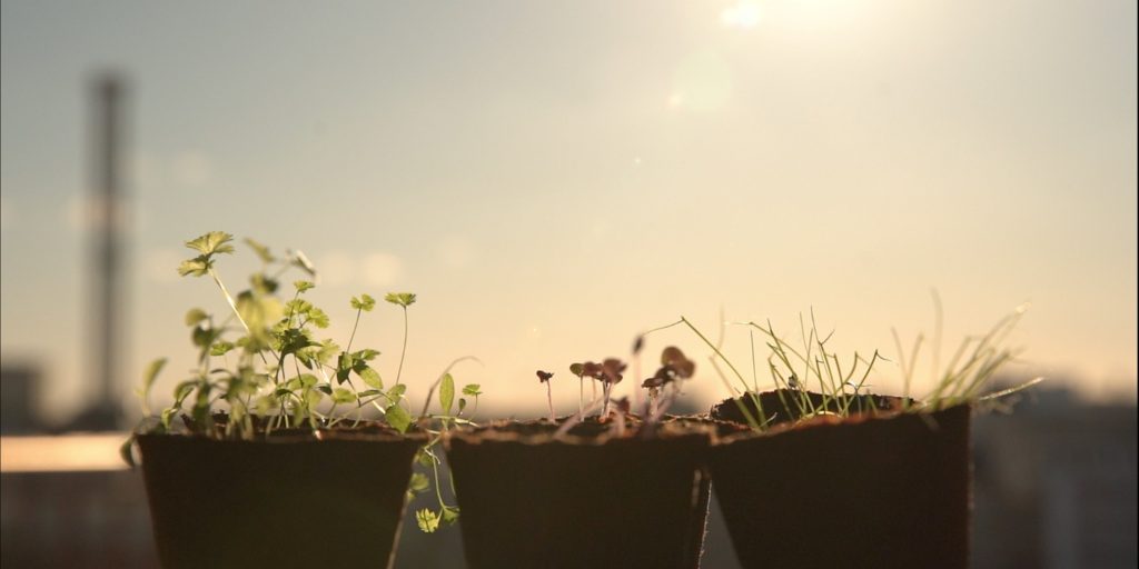 Grüneo macht das Pflanzen noch einfacher. (Foto: Grüneo)