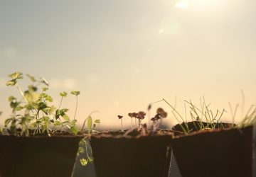 Grüneo macht das Pflanzen noch einfacher. (Foto: Grüneo)
