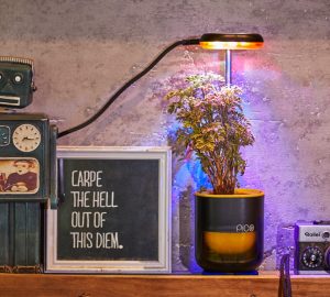 Pico passt überall in der Wohnung. Ihr braucht nur Strom. (Foto: Altifarm Enverde)