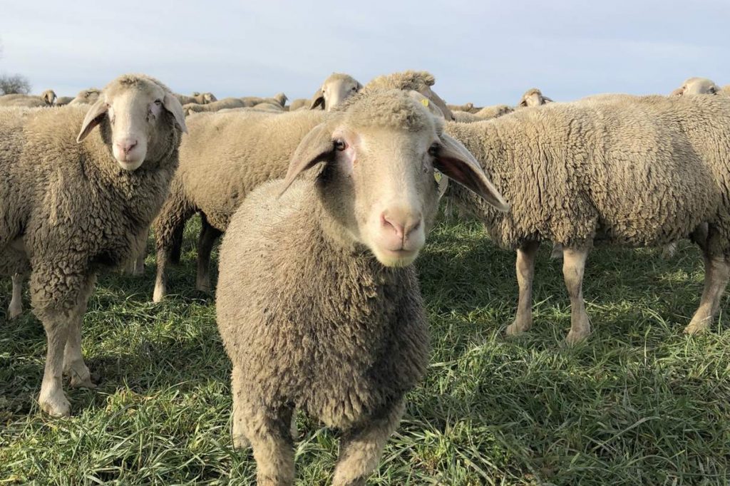 Das könnte Schaf Paula sein... (Foto: Paula & Konsorten)