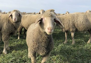 Das könnte Schaf Paula sein... (Foto: Paula & Konsorten)