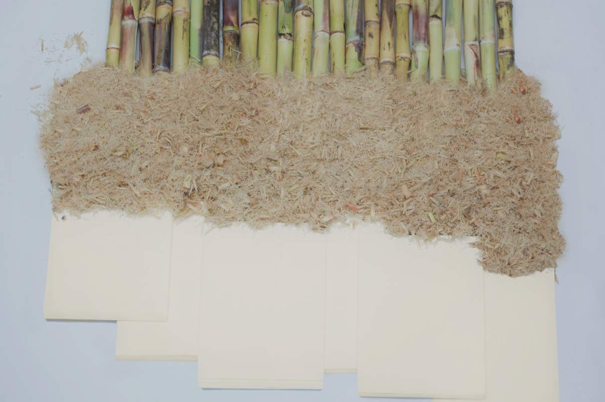 bagasse GreenGadgets.de