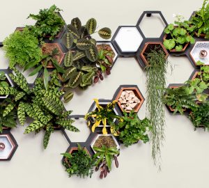 So schön könnte eure Wand mit der Living Wall aussehen. (Foto: Horticus)