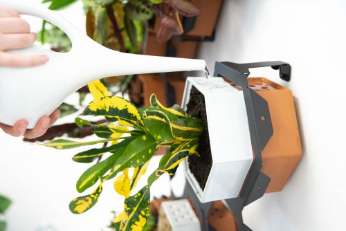 Auch das Gießen ist kein Problem. (Foto: Horticus)