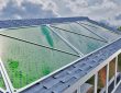 Algen-Paneele als Alternative zu Photovoltaik? (Foto: Greenfluidics)